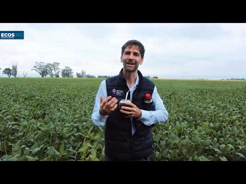 Pablo Provera - Gerente de Soluciones Digitales en BASF Argentina