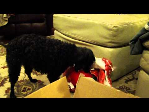 Poodle opening Christmas Gift