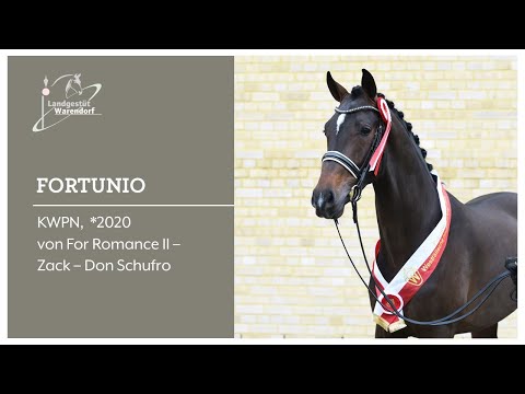 Fortunio bei der Körung 2022 in MS Handorf