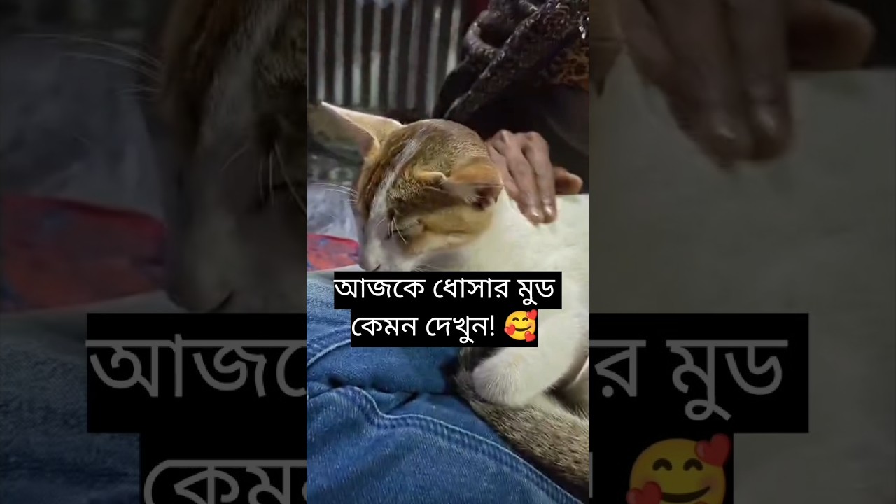Dhosa যখন খুব ভালো মুডে থাকে! 🥰🐾 #shorts #viral