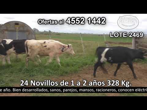 Lote 24 Novillos 1 a 2 años 18 HO,  2 HO c/  HE,  2 HO c/  NO,  1 NO y 1 Kiwi. 328kg -  en Monzón - R57 km 8  a 8 km de Cardona