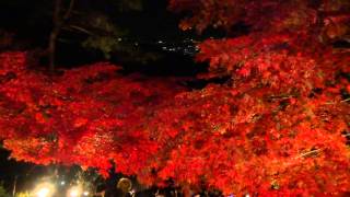 preview picture of video '大山寺の紅葉　①'