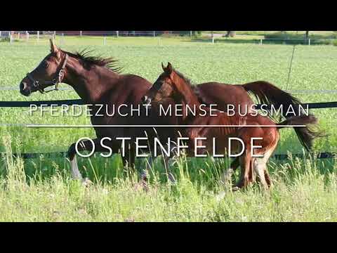 Stute von Diamond First x Quicksilber