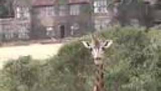 preview picture of video 'Nairobi Kenya (KTZ-3) Langata Giraffe Center'