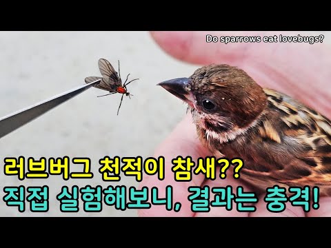 참새는 정말 러브버그를 먹을까?