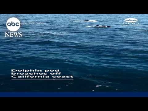Dolphin pod breaches off California coast