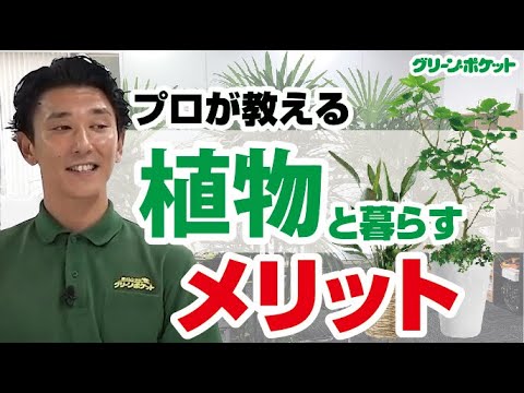 経済学科 お部屋をもっと快適に！植物を置くメリット教えます