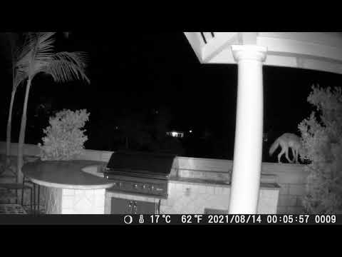 Coyote Aug 14, 2021 12:05am
