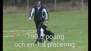 preview picture of video 'Obedience kl2. Sven Norling - Busy Border Kelpie'