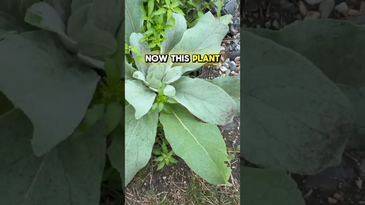 This plant might change your lungs… and your life 🫁