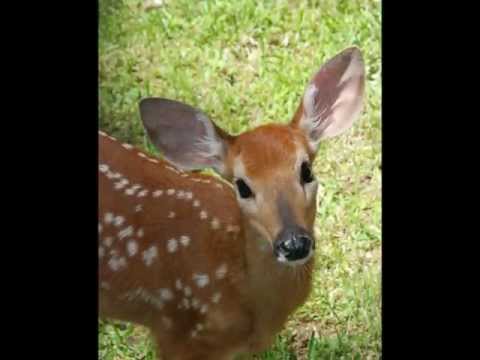Overlook Mountain Wildlife: by Bruce Andrew Peters