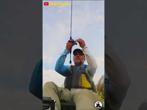 As Corvinas de Nazaré Paulista.