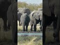 🐘 Elefantes caminando en manada