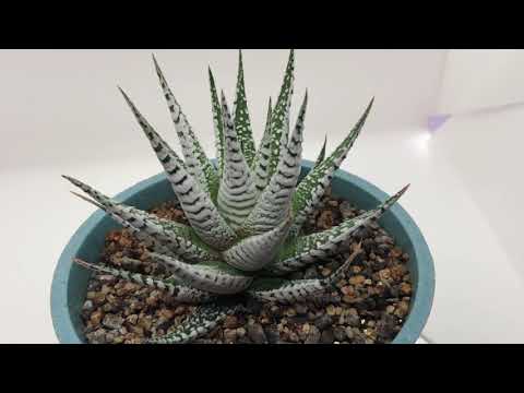 ゼブラ ハオルチア 植物