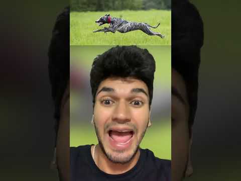 FACTS THAT YOU NEVER KNEW ABOUT YOUR DOG! #Shorts