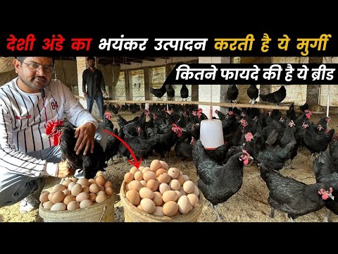 350 से भी ज्यादा अंडे देने वाली मुर्गी Black Australorp | Highest Brown Egg Production