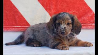 Video preview image #1 Dachshund Puppy For Sale in HONEY BROOK, PA, USA