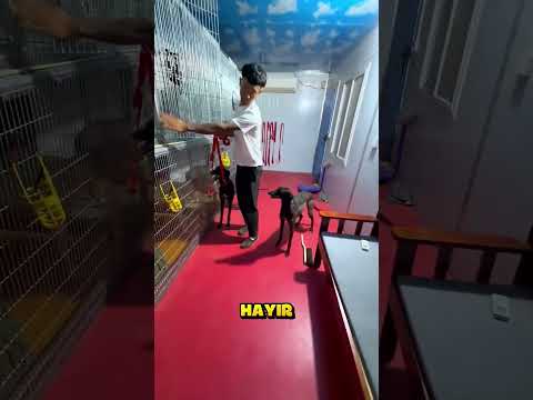 Bütün Köpekleri Fırtınadan Kurtardı.. ❗🐶