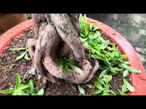 Giảo đọt đỏ và sbbl tiếp tục nỡ bông gió và giao cây sbbl về vườn mới tại long hai