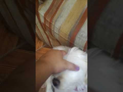 Cuando la Yasna le regalan una perrita