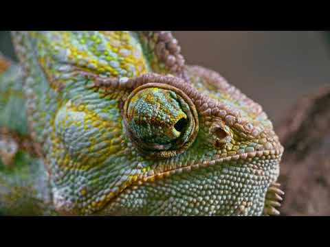 Lizard Eye Synthesis