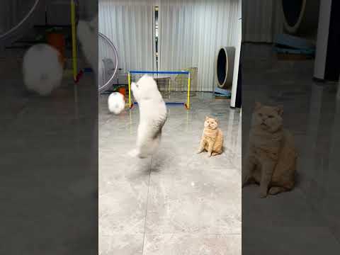 Oturma Odasında Maç Yapan Kediler