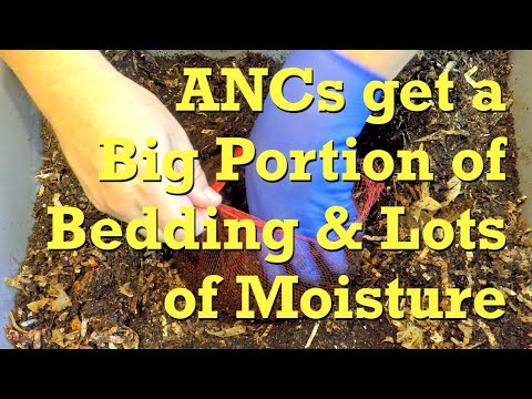 154-day African nightcrawler worm bin gets 12th feeding + a big bedding boost - vermicompost
