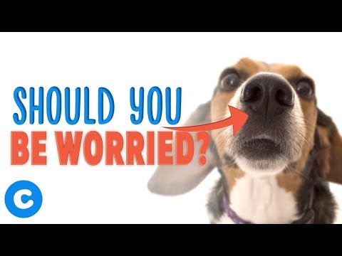 What to Do If Your Dog Has A Runny Nose | Chewy