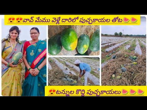 😍unexpected seen of watermelon farm🍉#watermelonfarming #watermelon #naturelovers #natural #ytshots