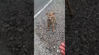 This Deer Was With Its Mother When It Did The Cutest Thing Ever