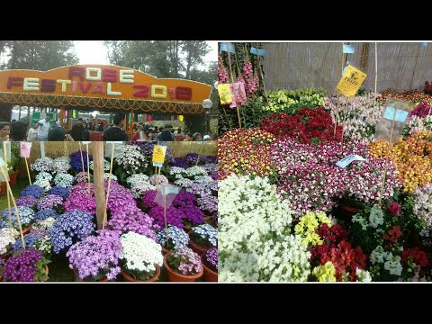 download lagu mp3 mp4 Festival Chandigarh, download lagu Festival Chandigarh gratis, unduh video klip Festival Chandigarh