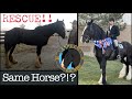 Shire Horse RESCUE Apollo The Shire Unbelievable Transformation