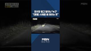 [이슈 직진] 포위망 뚫고 달아난 '늑구'...(동물) 사체로 배 채우는 듯 #shorts #뉴스7 | MBN 260414 방송