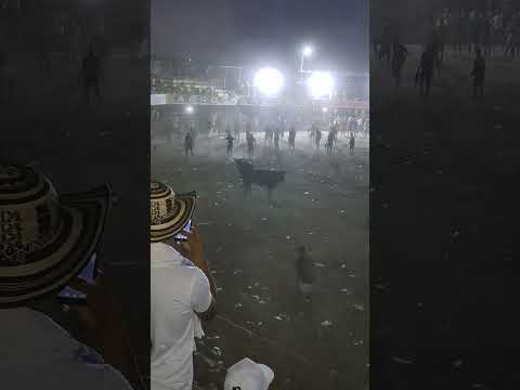 toros bravos en Arroyohondo Bolívar