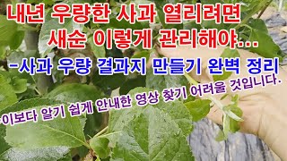 내년 우량한 사과 열리려면 지금 새순 이렇게 관리해야... -사과 우량 결과지 만들기 완벽 정리 *알기 쉽게…