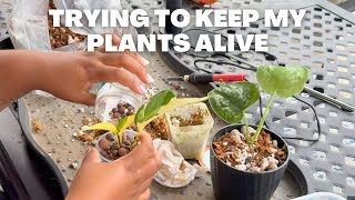 PLANT CHORES so I can keep my plants alive