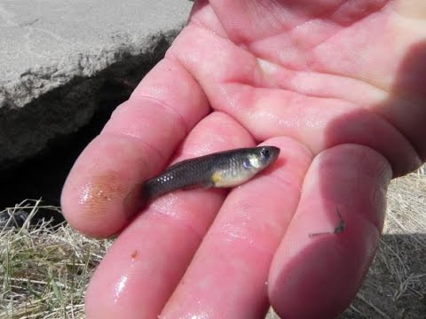 Micro Fishing, What could go Wrong? Gambusia Affinis  #tenkara #Keiryu #microfishing #flyfishing