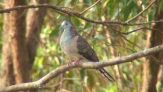 preview picture of video 'Bar-shouldered Dove (Geopelia humeralis)'