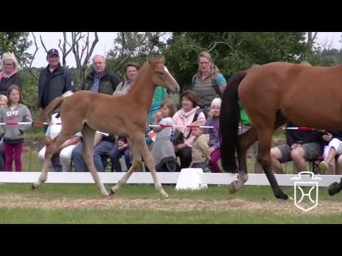 NF007 Hengstfohlen von Uriko - Legolas - Contender