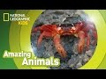 Christmas Crab 🦀 | Amazing Animals