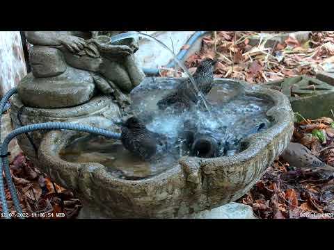 2022DEC07 Blue jays, starlings, and doves - Geais bleus, étourneaux et colombes