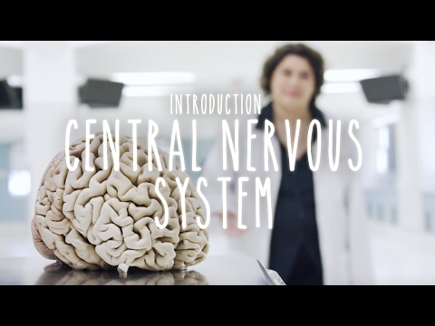 Neuroanatomy S1 E1: Intro to the Central Nervous System #neuroanatomy #science #medicine #brain