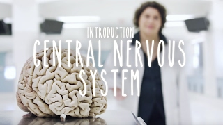 An Introduction to the Central Nervous System - UBC Flexible Learning