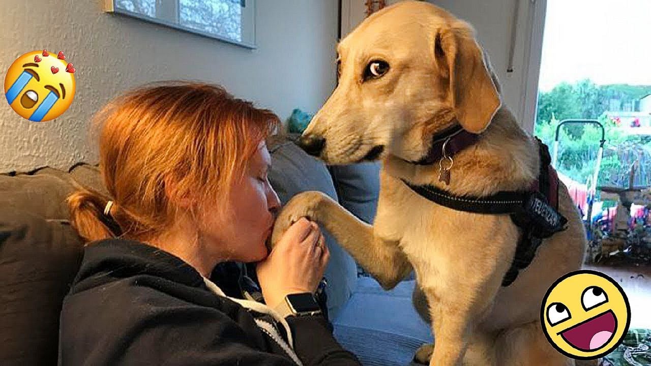 Try Not To Laugh Dogs And Cats 😁 - Best Funniest Animals Video 2024 -part 31