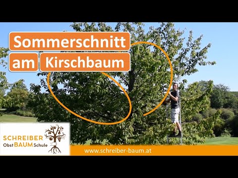Zu große Obstbäume kleiner und schlanker schneiden - Sommerschnitt am Kirschbaum