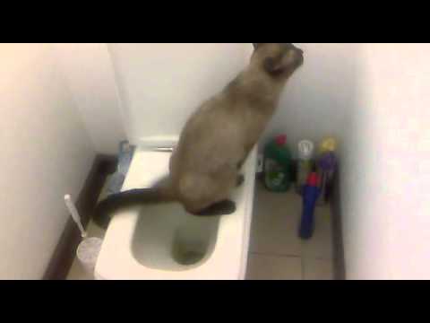 pourquoi mon chat urine dans la maison