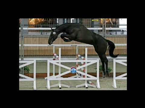 Daryus van het poeleind Z Dominator 2000 Z  x Nabab de Rêve x Cash x Lord