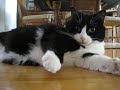 Tuxedo Cat Wonders Why Throw The Ball At My Head