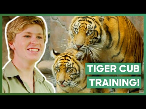 Nerve-racking Moment Of Introducing 3 Tiger Cubs To Their Older Brother | Crikey! It's The Irwins