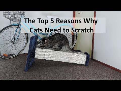 The Top 5 Reasons Why Cats Need to Scratch + Assembling Scratching Post